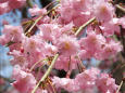 早咲きの八重桜