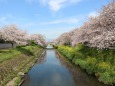 川辺に満開の桜