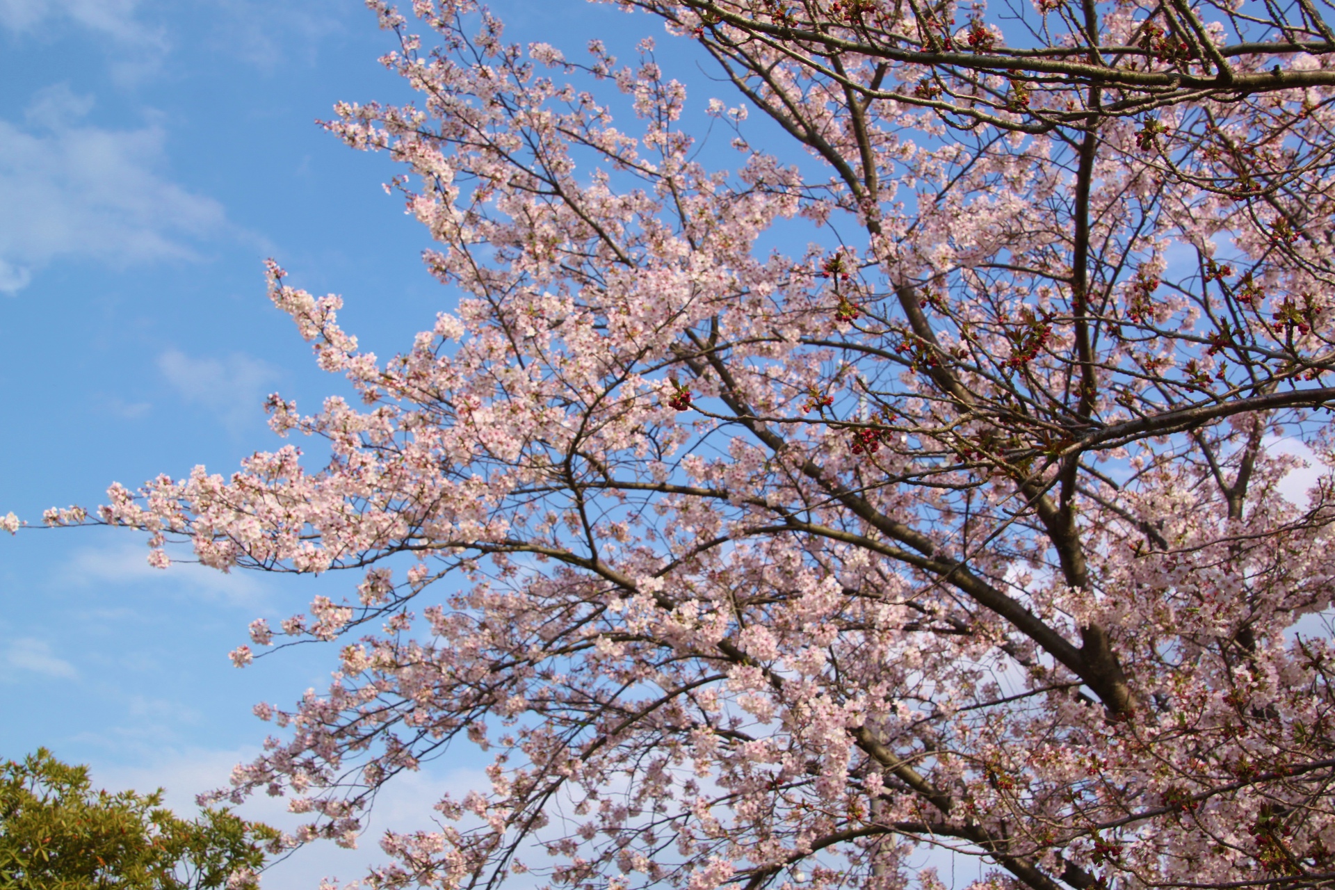 花 植物 青い空と桜 壁紙19x1280 壁紙館