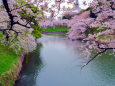 桜咲く千鳥ヶ淵・3