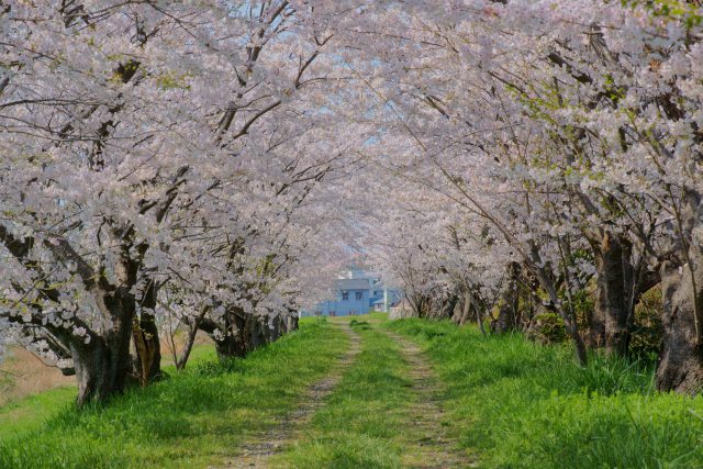 汐見桜の並木道