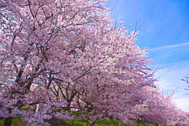 権現堂堤の桜並木