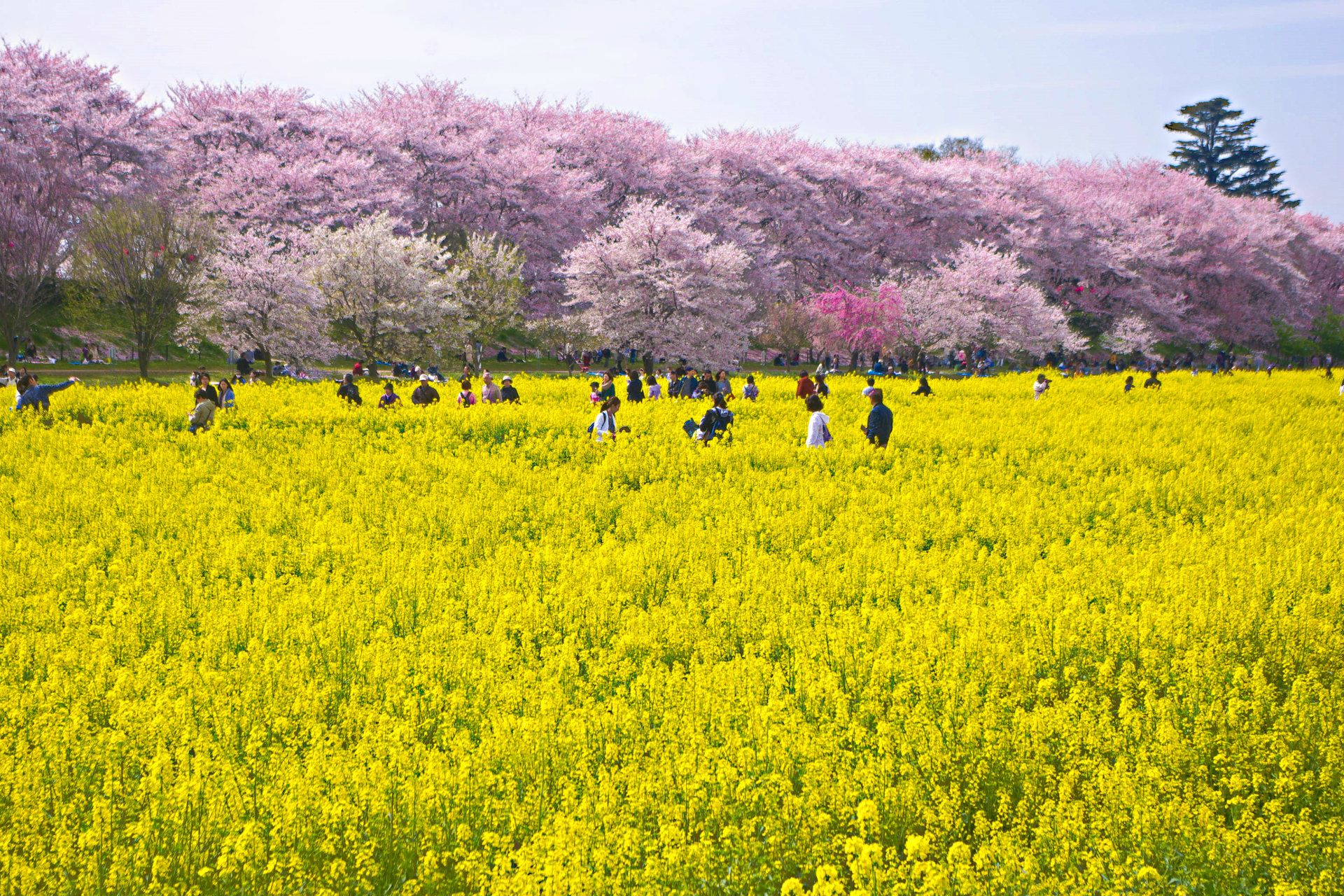 日本の風景 一面の菜の花畑 壁紙19x1280 壁紙館