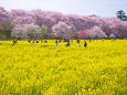 一面の菜の花畑