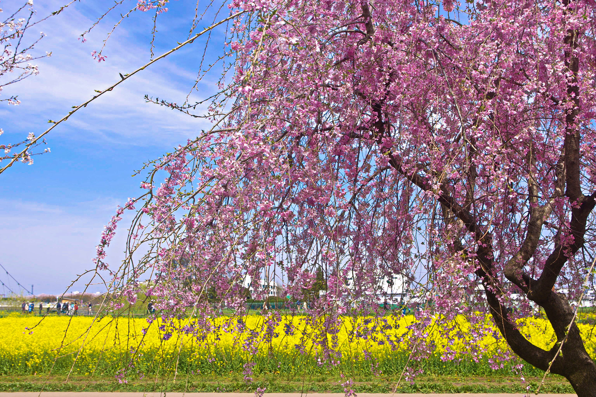 日本の風景 しだれ桜と菜の花畑 壁紙19x1280 壁紙館