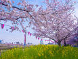 隅田川沿いの桜と菜の花