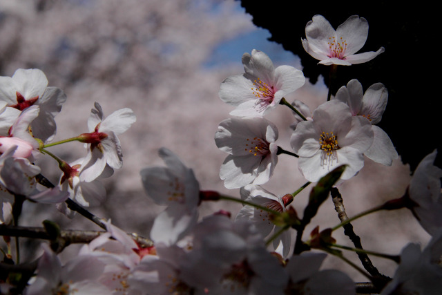 桜＠インクライン#2