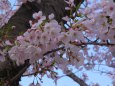 大木と桜の花
