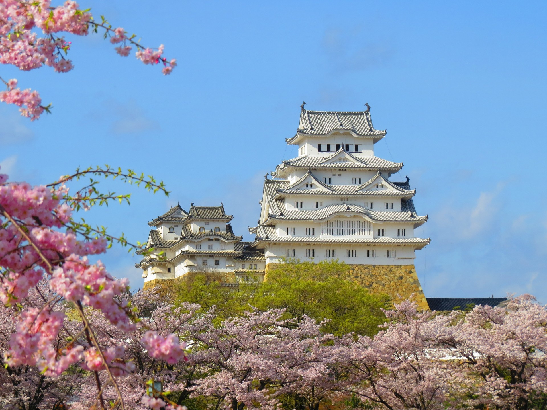 日本の風景 しだれ桜と姫路城 壁紙19x1440 壁紙館