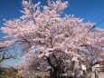 散りゆく桜