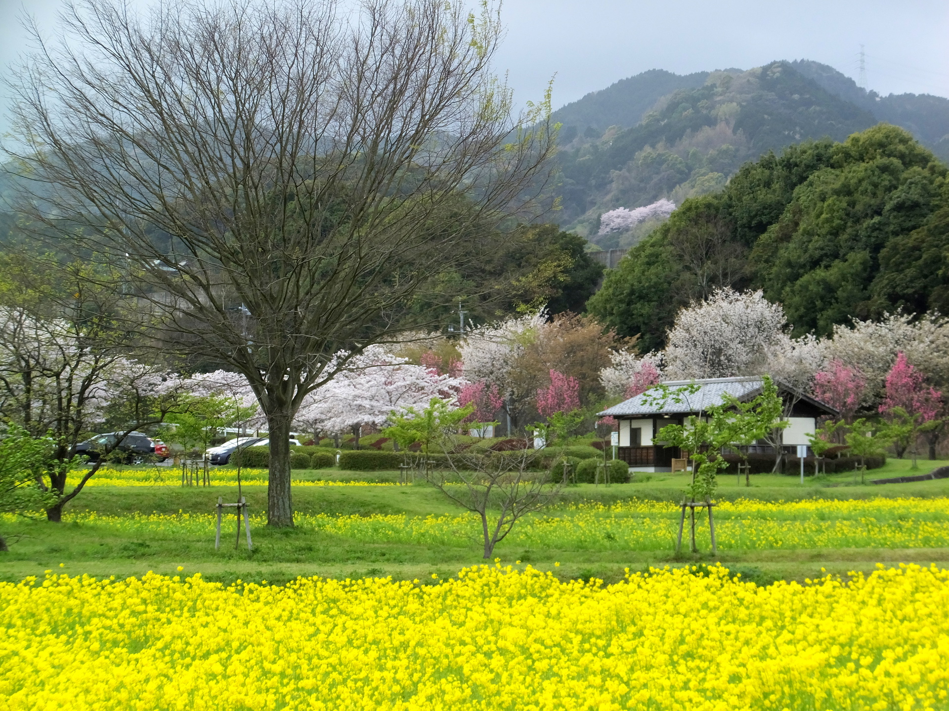 日本の風景 春いっぱいの春景色 壁紙19x1440 壁紙館 日本の風景 春いっぱいの春景色 壁紙19x1440 壁紙館