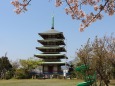 桜越しに見る五重の塔