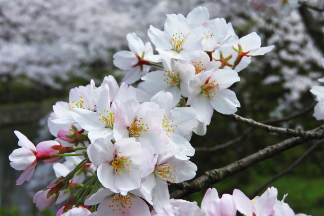 お堀端の桜9