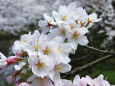 お堀端の桜9