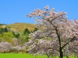若草山と桜満開の奈良公園