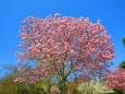 里桜(紅豊)