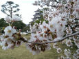 国宝松本城の桜満開