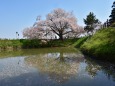 浅井の1本桜