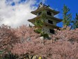 三大桜名所 高遠の桜