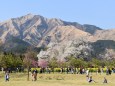 一心行の大桜