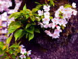 桜の潜伏芽