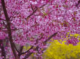 花見山公園の桜