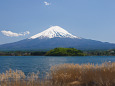 春の富士山・河口湖大石公園から