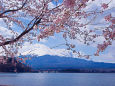 富士山と桜・河口湖北岸から