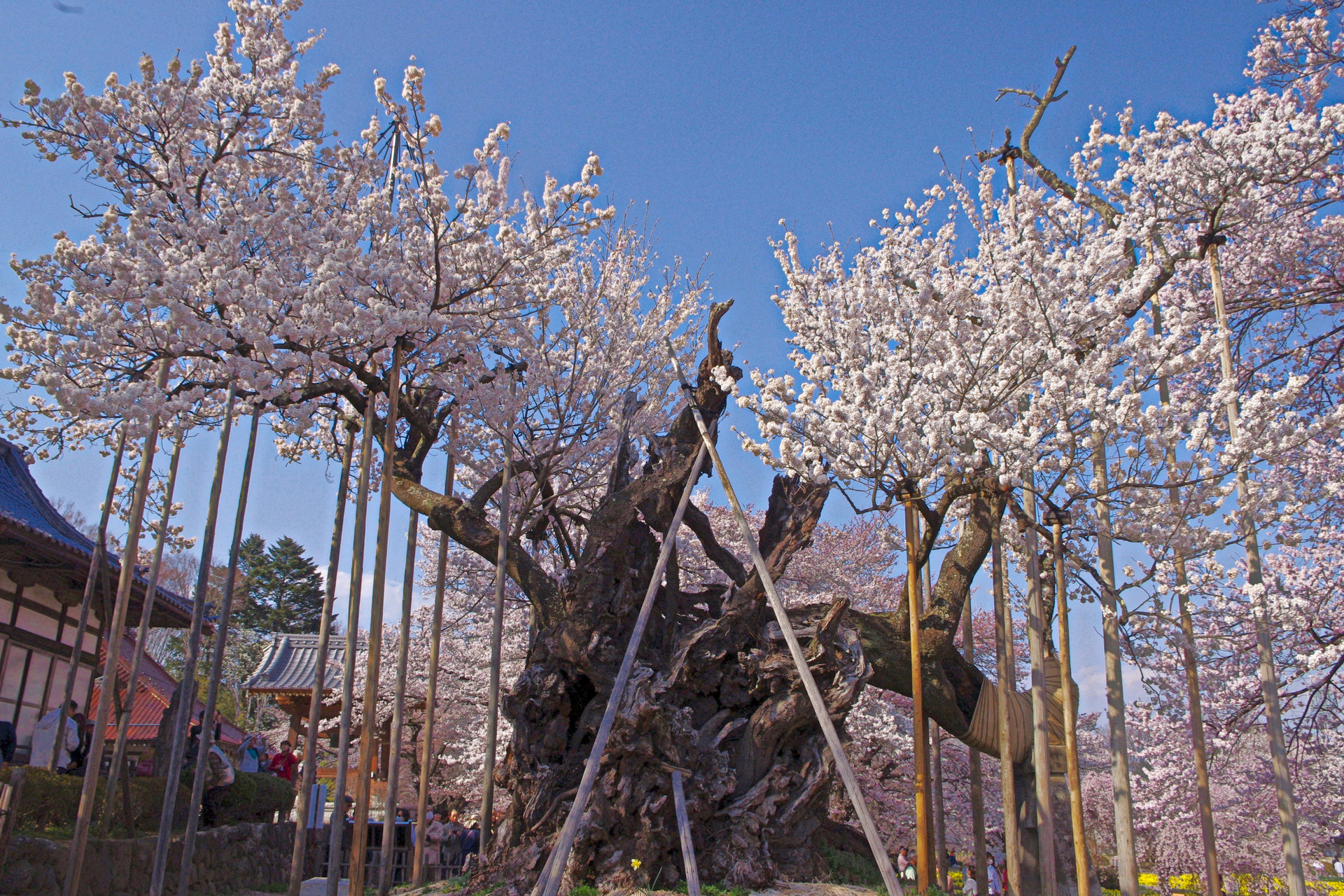 日本の風景 山高神代桜 壁紙19x1280 壁紙館 日本の風景 山高神代桜 壁紙19x1280 壁紙館