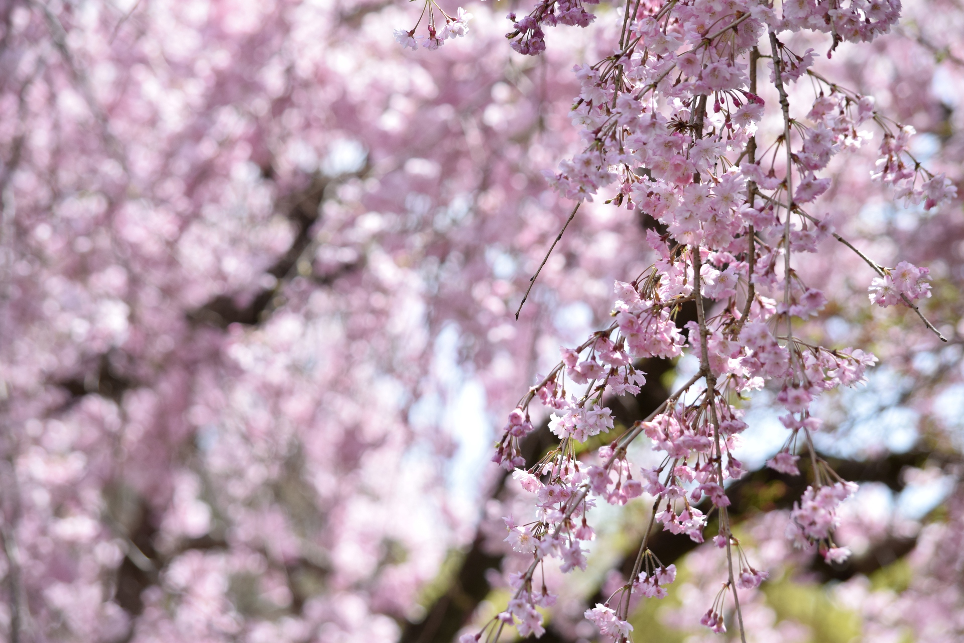 花 植物 原谷苑のしだれ桜 壁紙19x1280 壁紙館