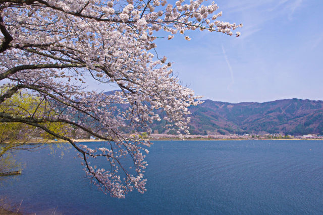 河口湖畔の桜