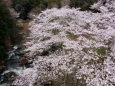 王滝渓谷の桜