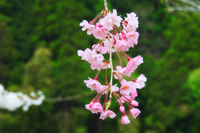 ひっそりと咲く枝垂れ桜