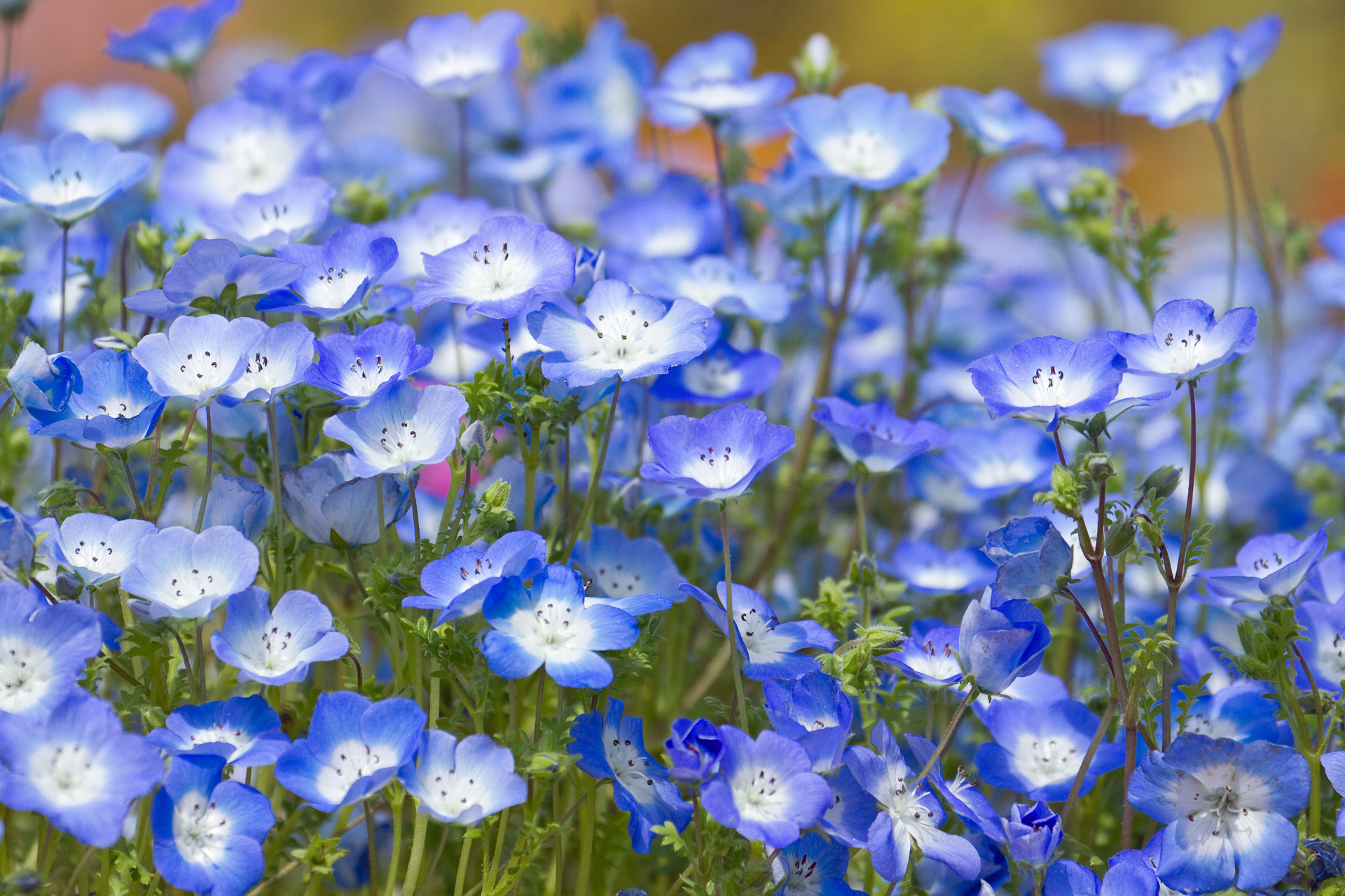 花 植物 ネモフィラ 壁紙19x1280 壁紙館