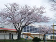 小学校庭の桜