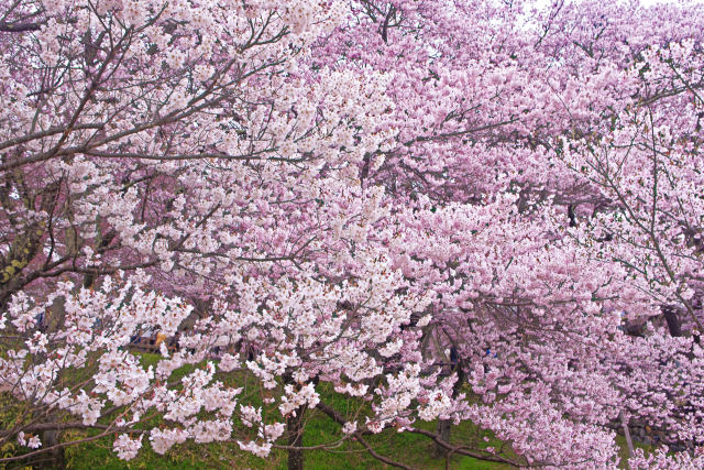 高遠城址公園の桜