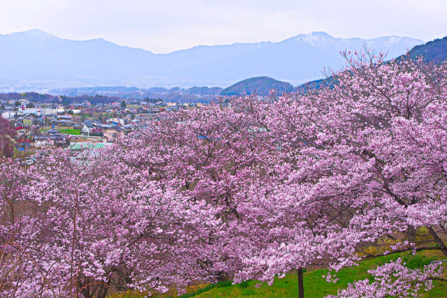 高遠の桜と中央アルプス