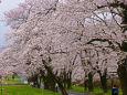 赤木南面千本桜