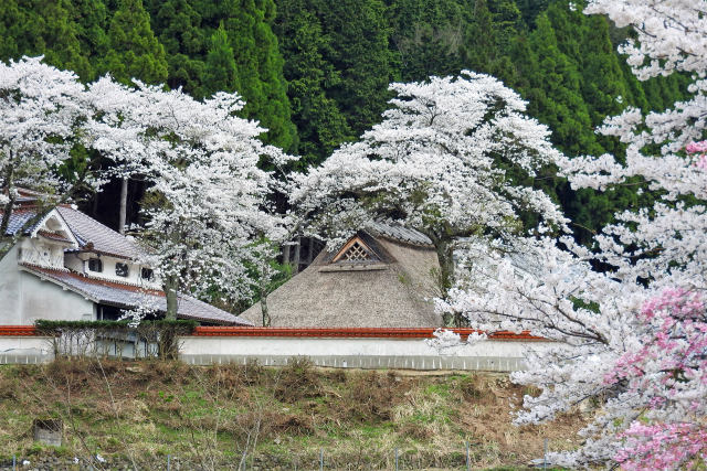 茅葺き屋根に満開の桜