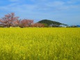 大和三山・菜の花と耳成山