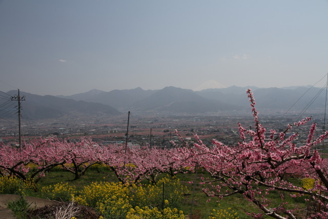 桃畑の風景