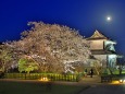 月夜の桜