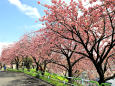 八重桜の並木2