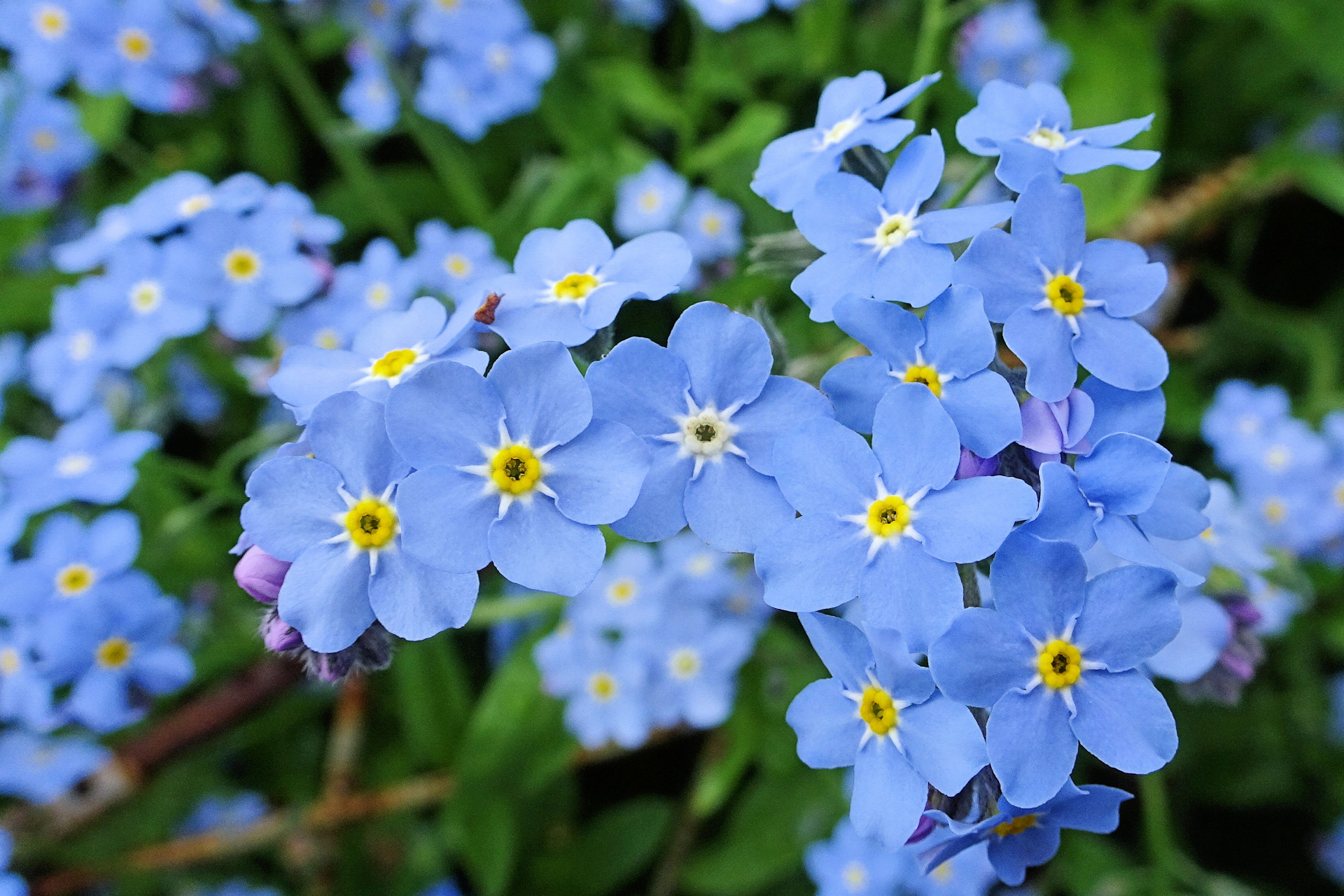 花 植物 ワスレナグサ 勿忘草 壁紙19x1280 壁紙館