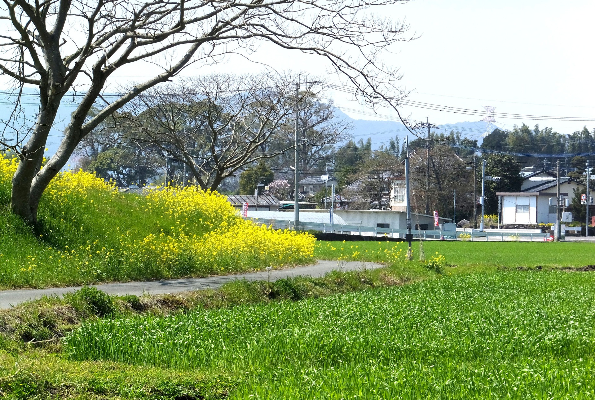 日本の風景 春の田舎道 壁紙19x1290 壁紙館