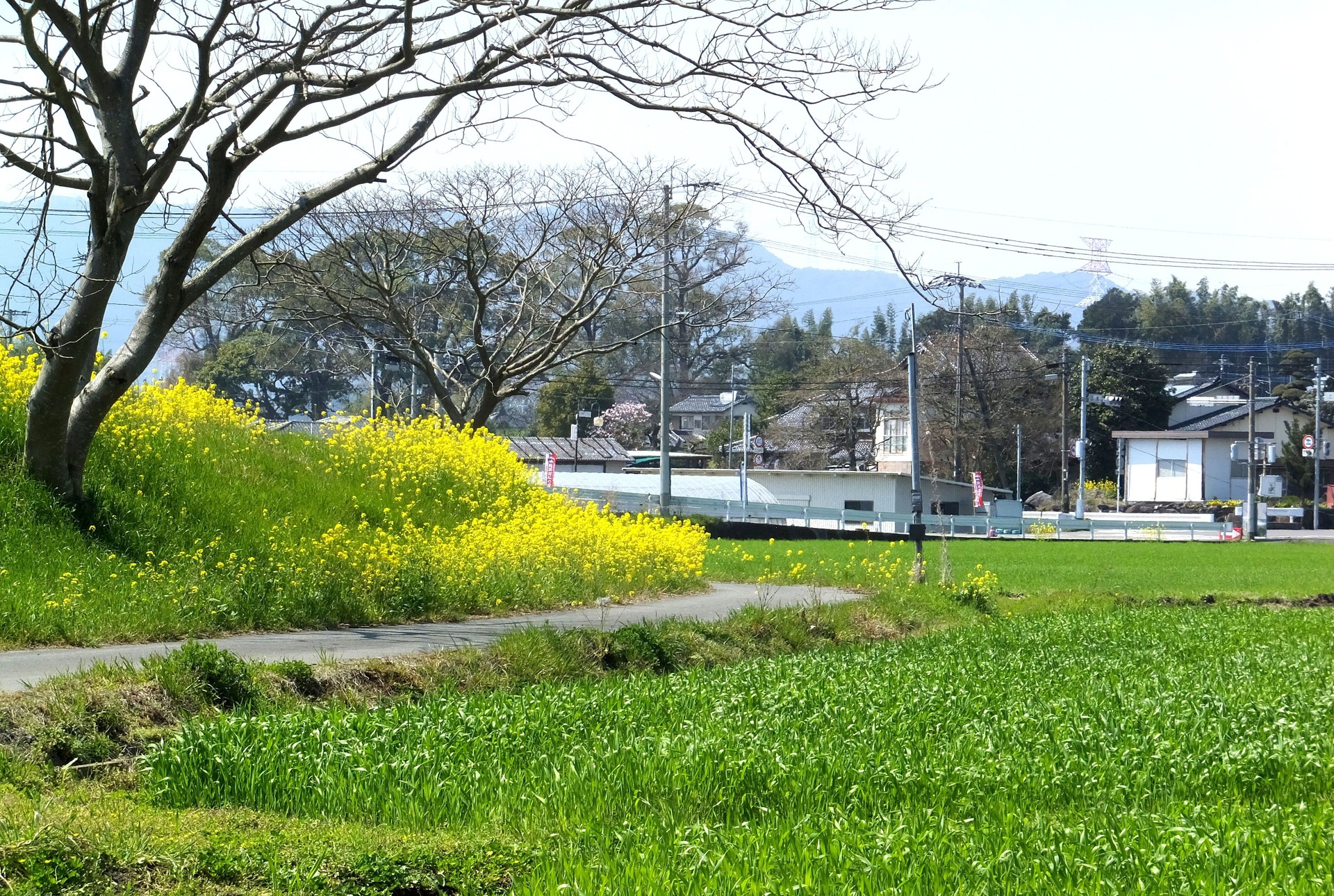 上壁紙 田舎 最高の花の画像