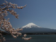 桜&富士山