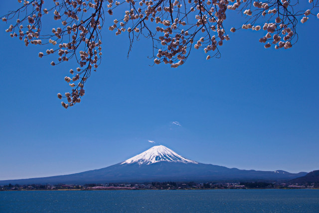 富士山と桜・河口湖畔より
