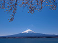 富士山と桜・河口湖畔より
