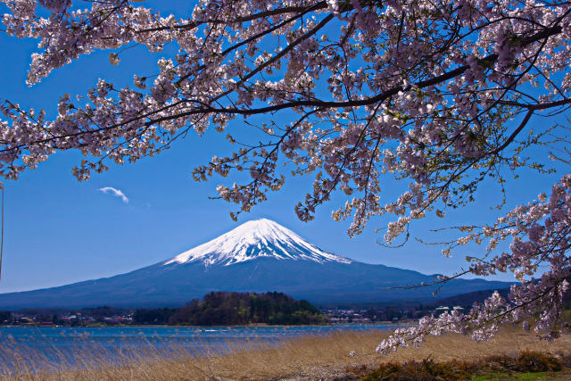 富士山と桜・河口湖大石公園より